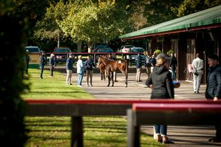 NZB has made the difficult decision to cancel the 2020 Karaka May Sale. 